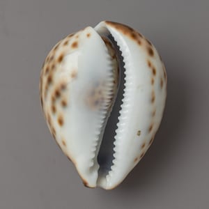 Sankha-Muschelmuschel | Muschelschale als Symbol für spirituelles Erwachen | Schaft, um Ihren spirituellen Weg zu verbessern | Tibetanische Kunst für Home Deco