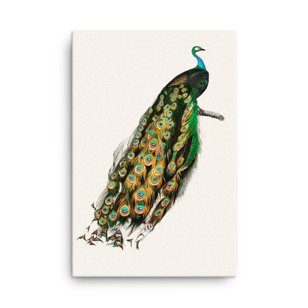 Indian Peafowl by Charles Dessalines D' Orbigny Gallery Wrapped Stretched Canvas Art Reproduction, Peacock Vintage Illustration Wall Art