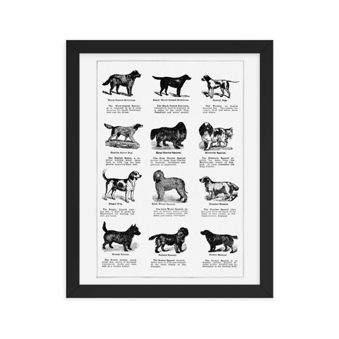 Vintage Dog Breeds Framed Art Poster Print Dog Art Print Etsy