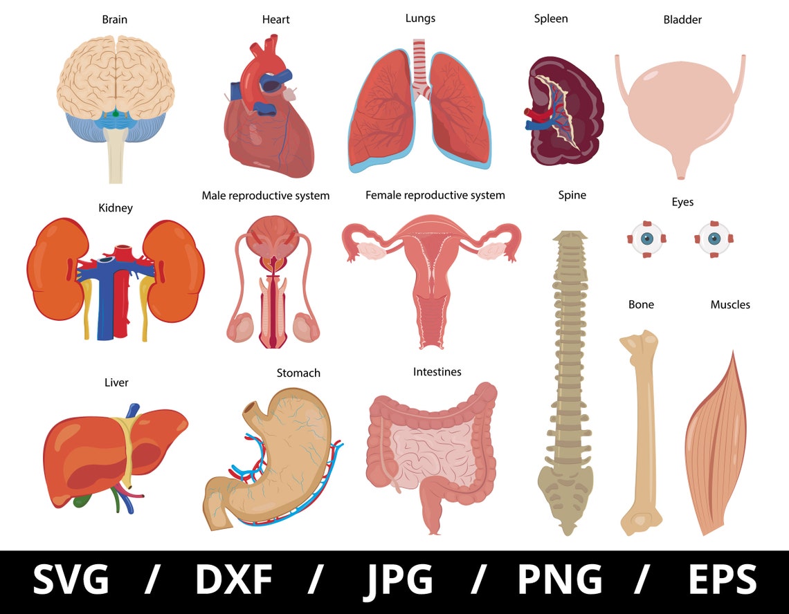 Human Anatomy Organs Illustration Set, Clipart (svg, Eps, Png, Jpg, Dxf ...