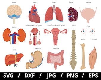 Human Anatomy Organs Illustration Set, Clipart (svg, eps, png, jpg, dxf) (Digital Download)