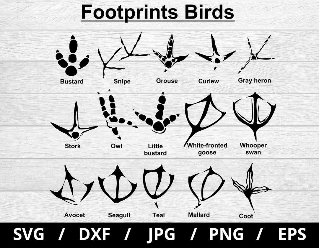 Birds Tracks Svg Birds Paw Svg Files Animal Hunting Prints - Etsy