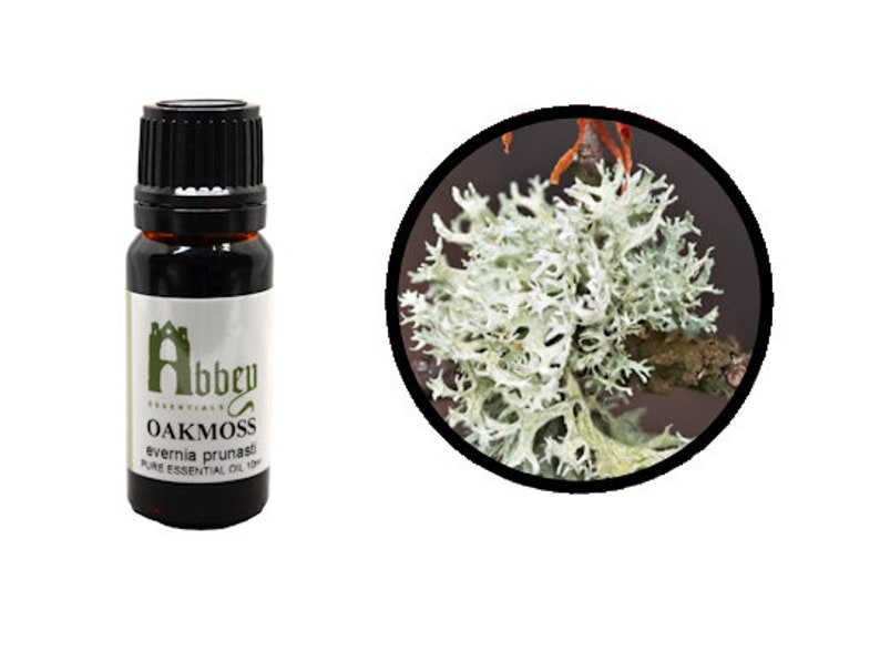 Oakmoss Essential Oil Evernia prunastri image 2