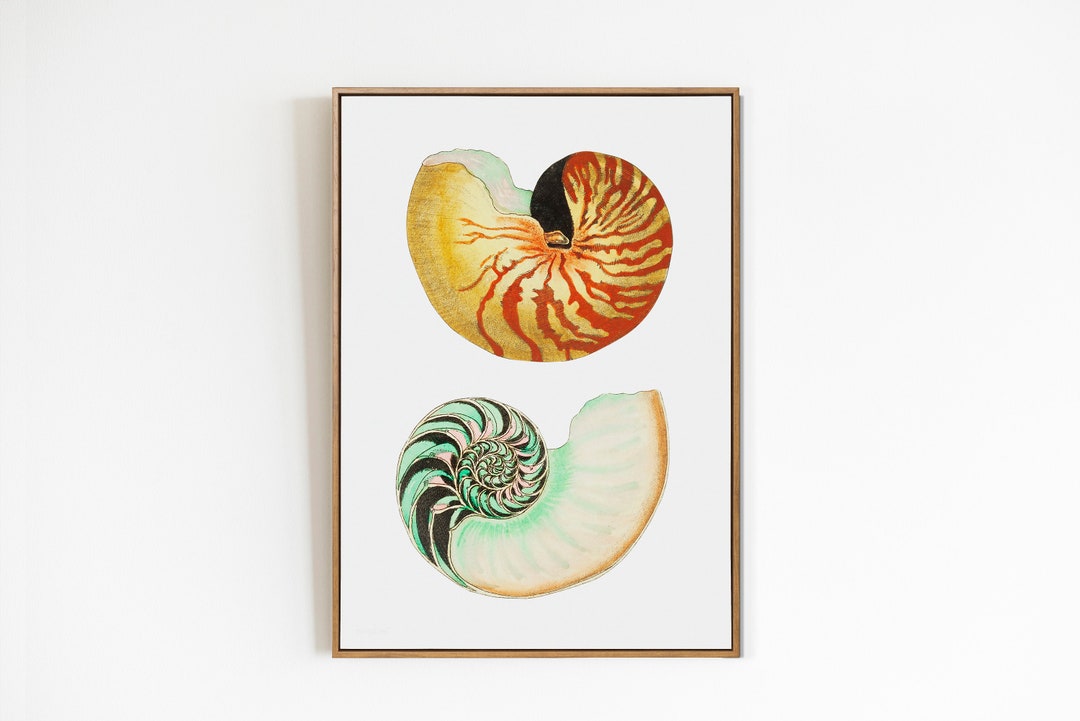 Seashell Print Vintage Print Printable Art Antique Shell Print Vintage ...