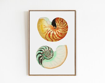 Seashell Print / Vintage Print / Arte imprimible / Antique Shell Print / Vintage Tropical