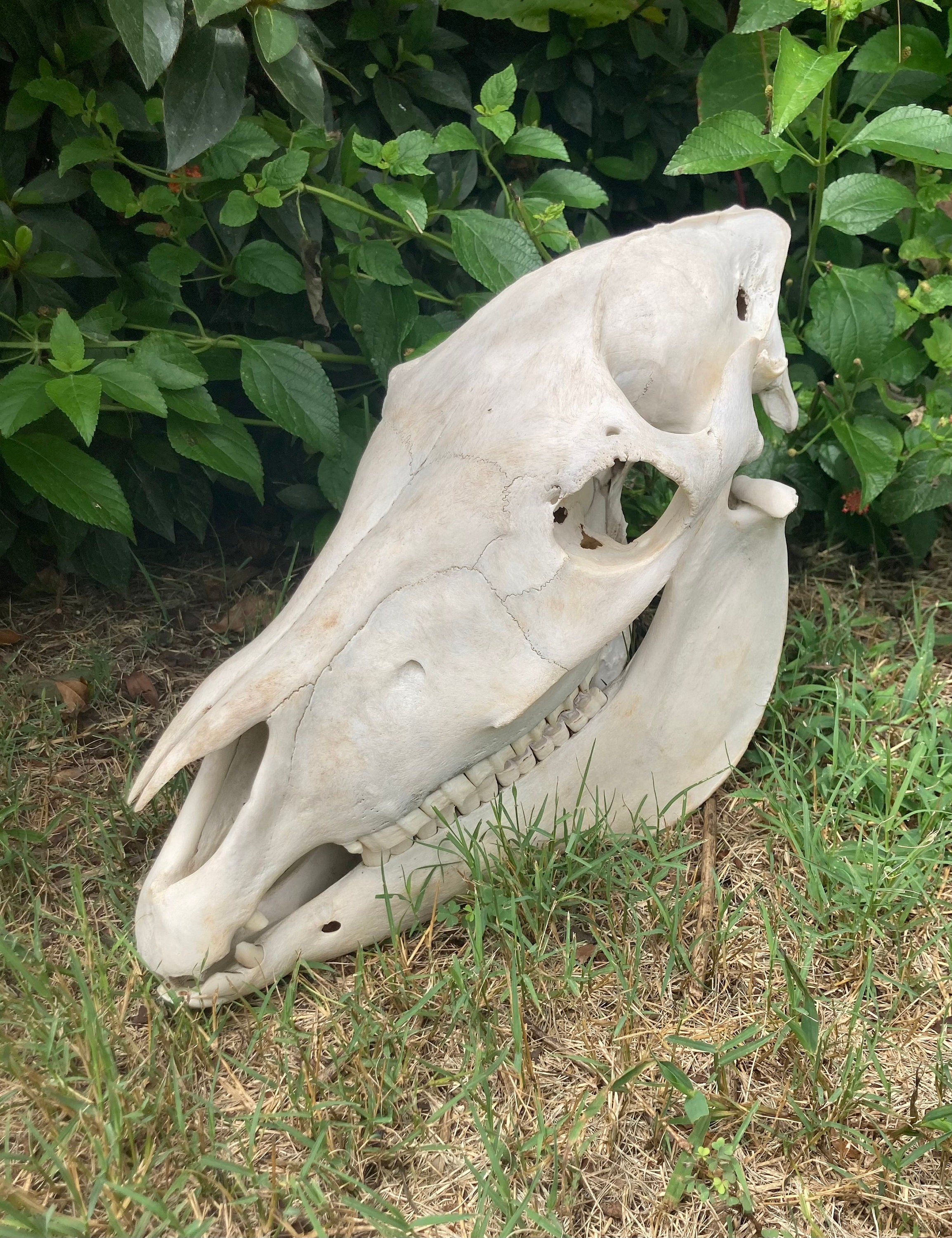 Real Donkey Skull - Etsy