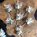 see more listings in the Boutonniere section