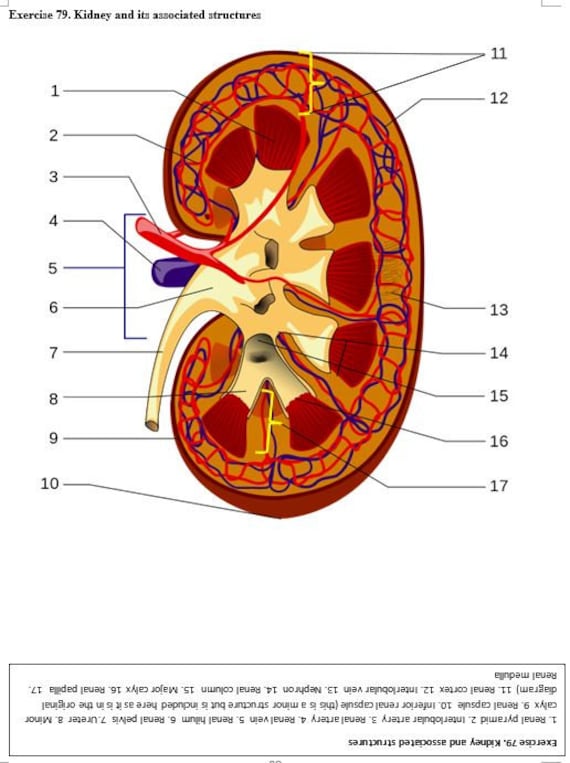Human Anatomy Workbook for Students - Practice and Reinforce