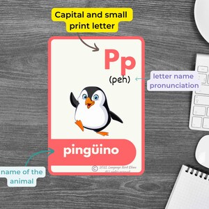 Peut inclure: Une carte flash rose et blanche avec un pingouin de dessin anim&eacute;. La carte montre la lettre majuscule et minuscule "P" avec la prononciation "peh" et le mot "ping&uuml;ino" &eacute;crit sous le pingouin. La carte est &eacute;tiquet&eacute;e "Lettre majuscule et minuscule", "Prononciation du nom de la lettre" et "Nom de l'animal".