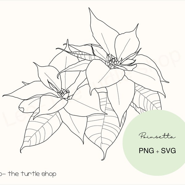 Poinsetta christmas flower - PNG / SVG  | Digital download | Plant Clipart | Botanical Clipart | Commercial use included