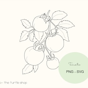 Puede incluir: Dibujo en blanco y negro de una planta de tomate con cuatro tomates en la vid. El texto "Tomato PNG + SVG" está en un círculo con fondo verde.