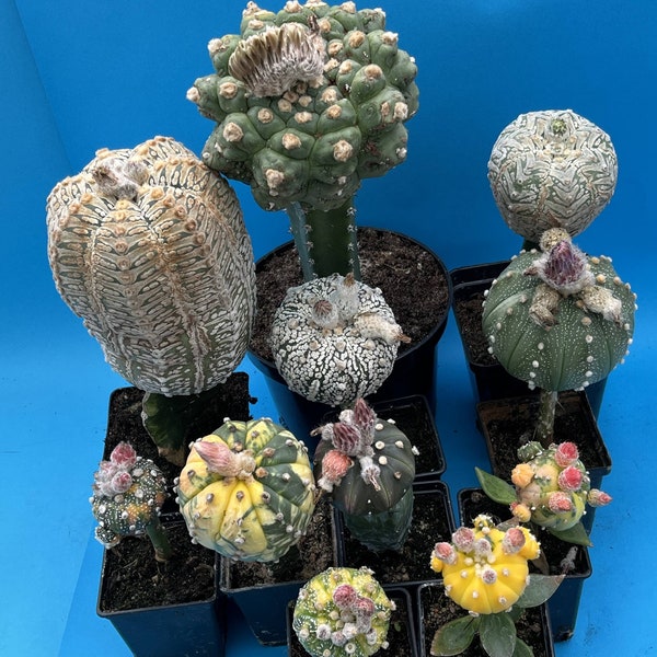 5719. 100 Seeds Astrophytum sp. MIX hybrids and mutants