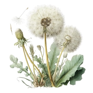 Puede incluir: Ilustración botánica de dientes de león en varias etapas de crecimiento. La imagen muestra dos cabezas de semillas maduras, un capullo floral y hojas. Las cabezas de las semillas son blancas y esponjosas, con un centro marrón. Las hojas son verdes y los tallos amarillos.