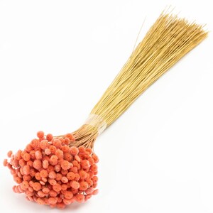 Dried Botao Amarello - Various colours