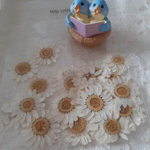 Dried Mini Daisy&#39;s - Dried Flowers - Dried Florals -  25 Flowers