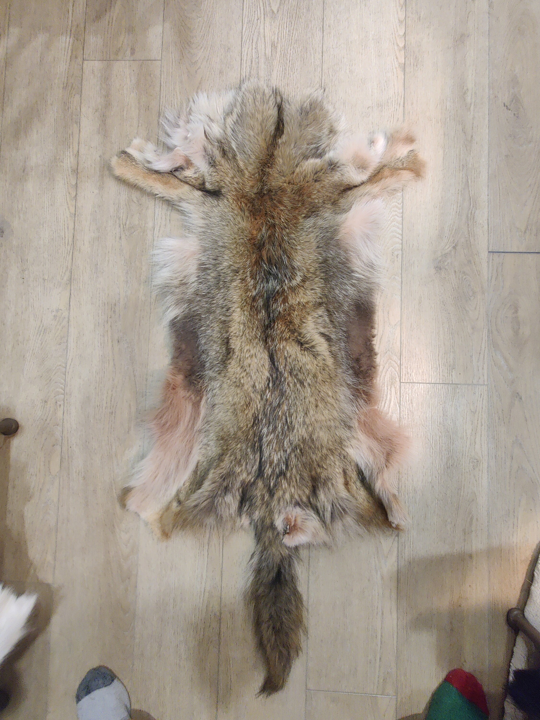 Coyote Pelt Etsy Canada