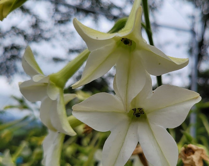 Heirloom Scented Jasmine Alata Seeds, Nicotiana Alata 60 Seed Min, Non