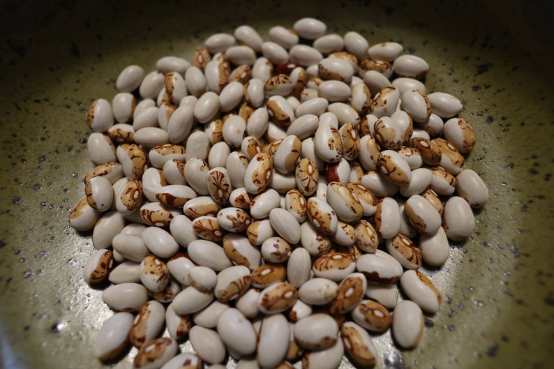 Heirloom Hidatsa Shield Pole Bean Seeds Phaseolus Vulgaris Etsy