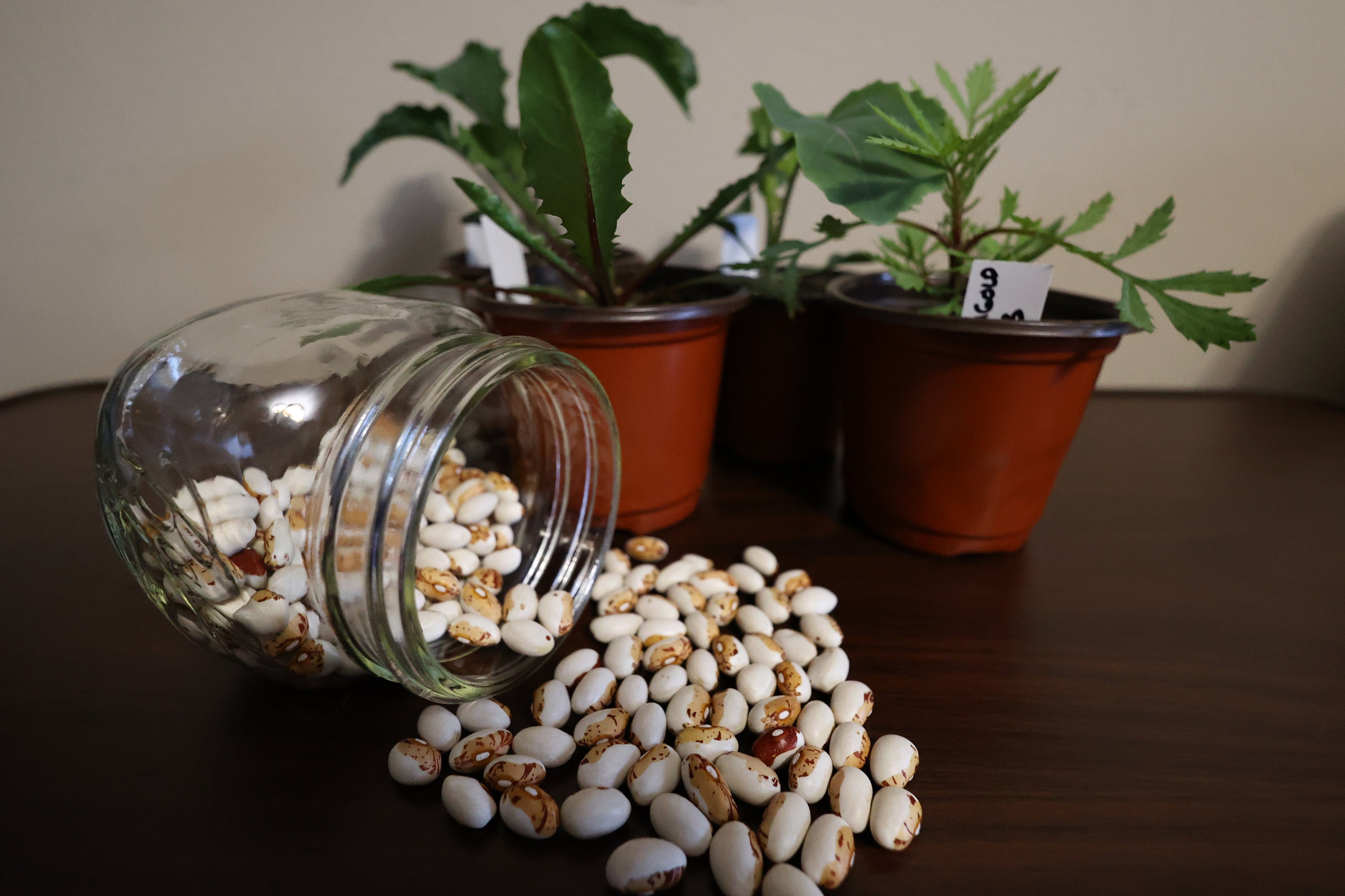 Heirloom Hidatsa Shield Pole Bean Seeds Phaseolus Vulgaris Etsy