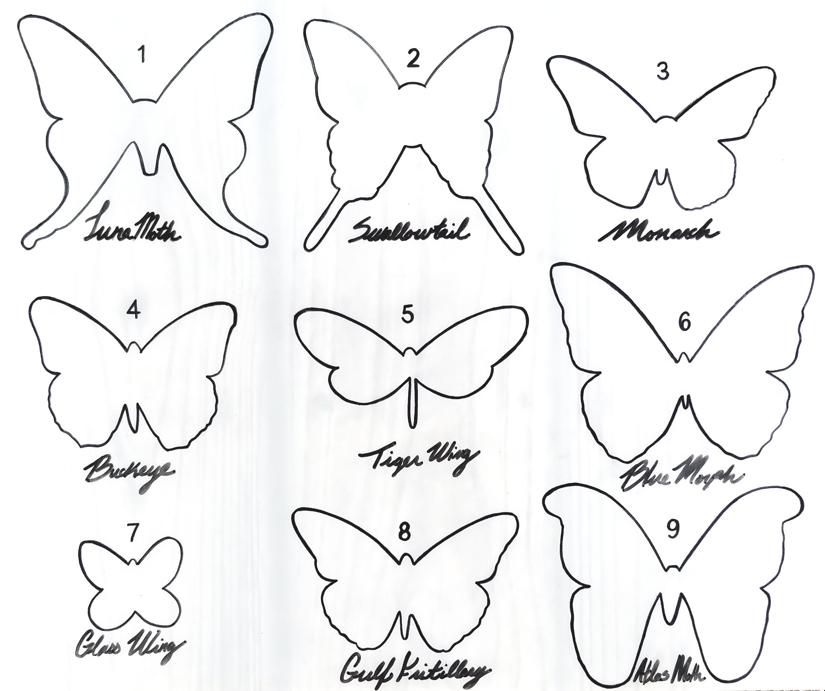 Individual Butterfly Display Box/framed Wooden Butterfly Shadow Box ...