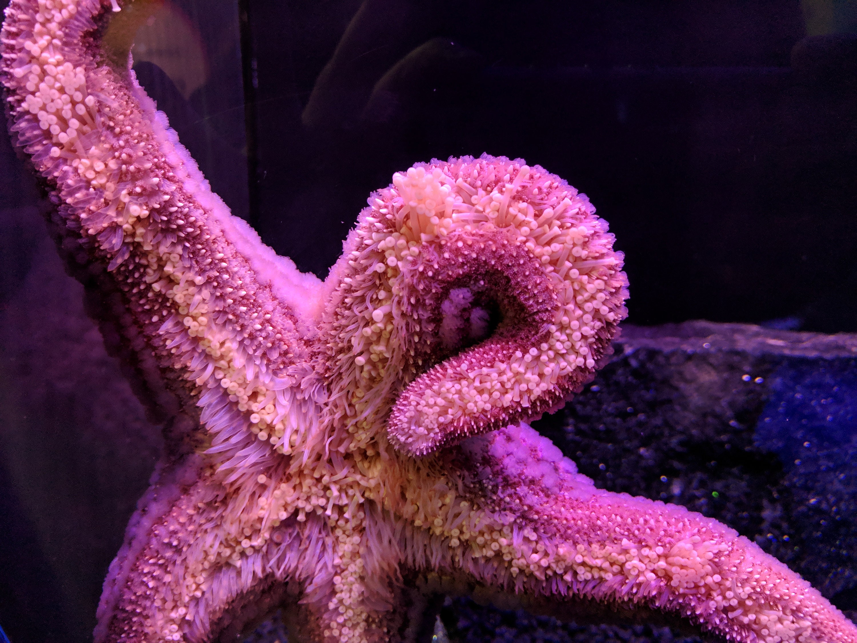 Digital Prints Art & Collectibles Prints Shedd Aquarium 2019 Starfish