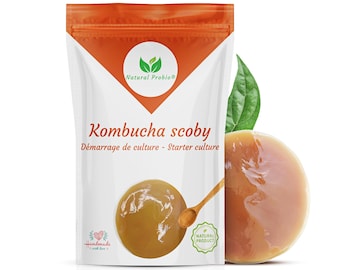 Kombucha scoby Démarrage de Culture Recette complète incluse