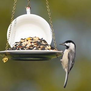 Teacup Bird feeder, Hanging Birdfeeder, Unique Birdfeeder, Bird Lover Gift image 10