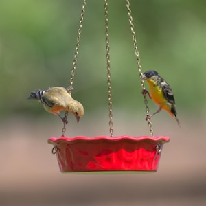 May include: A red ceramic bird feeder with a pie crust edge hangs from gold chains. Two small yellow and black birds perch on the chains, near the feeder. The background is a soft green.