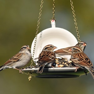 Teacup Bird feeder, Hanging Birdfeeder, Unique Birdfeeder, Bird Lover Gift image 8