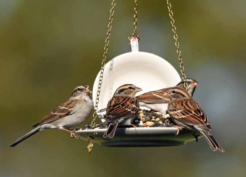 Teacup Bird feeder, Hanging Birdfeeder, Unique Birdfeeder, Bird Lover Gift image 8