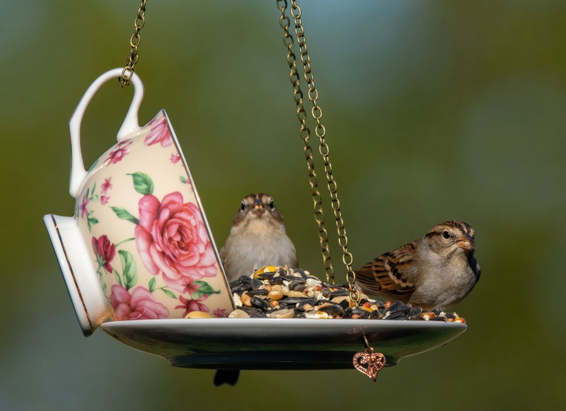 Teacup Bird feeder, Hanging Birdfeeder, Unique Birdfeeder, Bird Lover Gift image 1