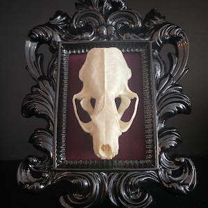 Real Mink Skull Framed