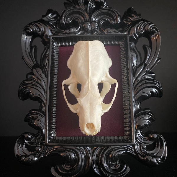 Real Mink Skull Framed