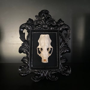 Real Mink Skull Framed