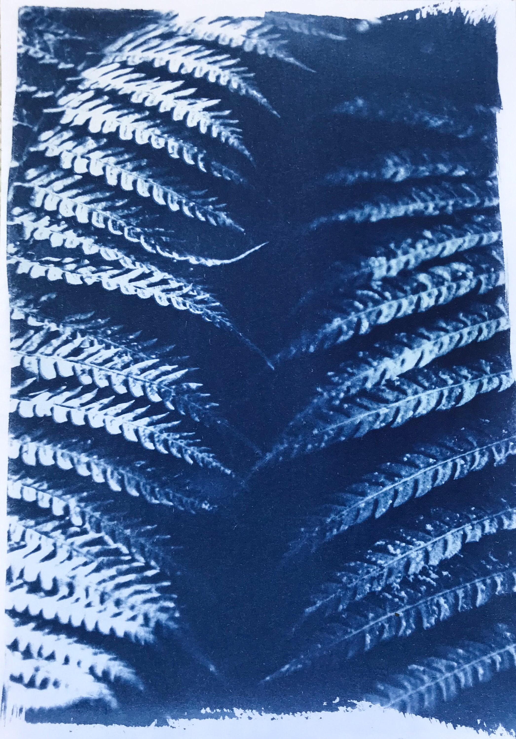 Impression Cyanotype Floral Original - Carte Botanique