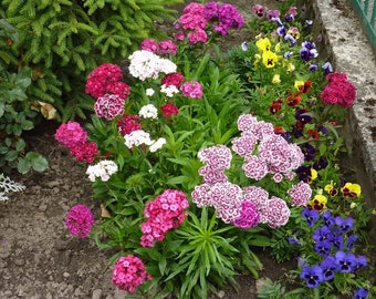 Sweet William Flower Mixed Colors/1g/100 Seeds/GMO free