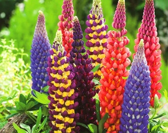 Perennial Lupine Mix of colors/Lupinus Polyphyllus/1g/30 Seeds/GMO free