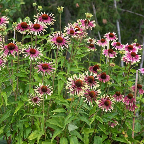 Coneflower Green Twister/50 Graines/0,3g/Sans OGM