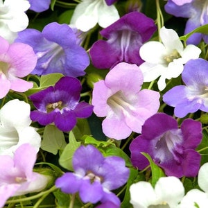 Snapdragon Vine/Asarina scandens/30 Seeds/Non GMO image 1