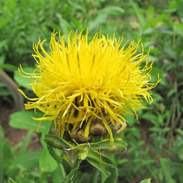 Cornflower yellow/Centaurea Macrocephala/1g/150 Seeds/GMO free