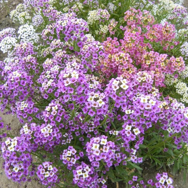 Alyssum maritimum/Lobularia maritima/2500 Zaden/Non GMO