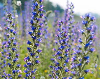 Purple Viper's Bugloss Echium Plantagineum/1g/250 Seeds/GMO Free