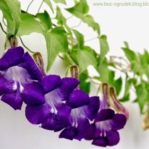 Snapdragon Vine/Asarina scandens/30 Seeds/Non GMO image 2