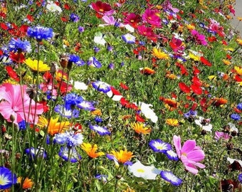 Wild Meadow Flowers/50 Seeds/GMO free