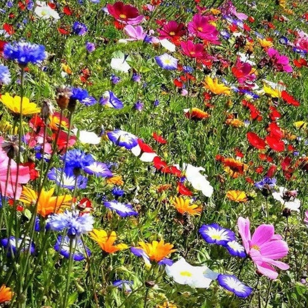 Wilde Wiesenblumen/50 Samen/GMO frei