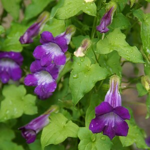 Snapdragon Vine/Asarina scandens/30 Seeds/Non GMO image 3