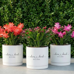 May include: Three white ceramic cylindrical planters, each featuring the black printed text 'olivia ♡ david' and the date '09.12.2026'. The planters contain blooming holiday cactus plants with vibrant red, pink, and magenta flowers.