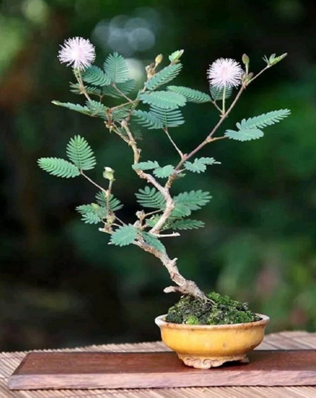 ミモザ・プディカの盆栽種子：繊細な植物、ピンクの花 - Etsy 日本