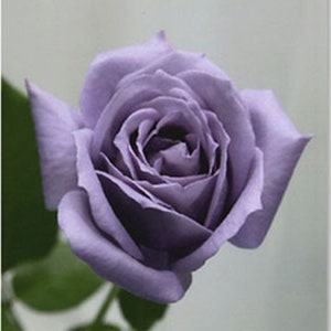 Rose 'Blue Sky' Lilac-Blue Fragrant Rose Spring Growing Flower Bush Bare Rooted/ PLEASE read Description