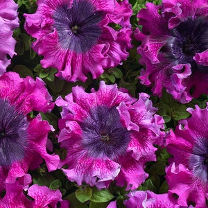 Pode incluir: Close-up de um grupo de petúnias rosa e roxas com bordas onduladas. As flores têm um centro roxo escuro e estão dispostas em um grupo denso.